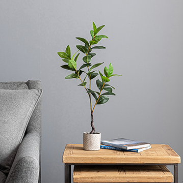 Lemon Leaf in Concrete Pot